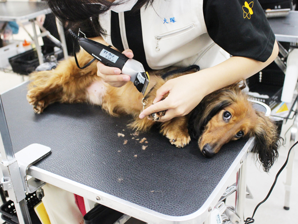 学校のモデル犬とトリミング実習♪